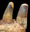 Spinosaurus Jaw Section - Four Composite Teeth #39292-3
